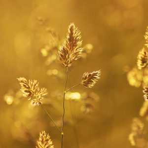 VibrantLens Photography